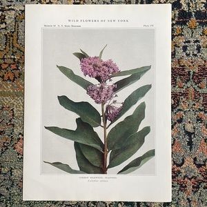 Antique Botanical Plant Print Original over 100 years old